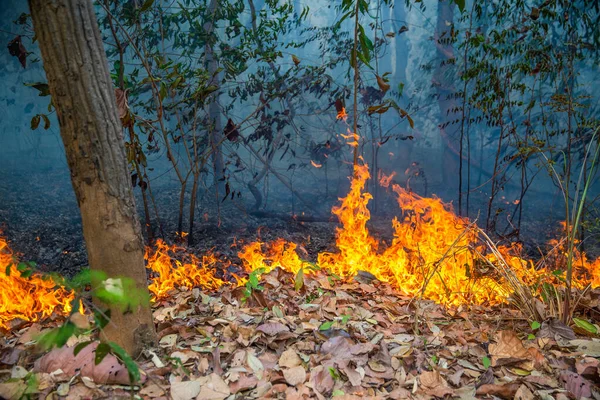 forest fire disaster is burning caused by humans