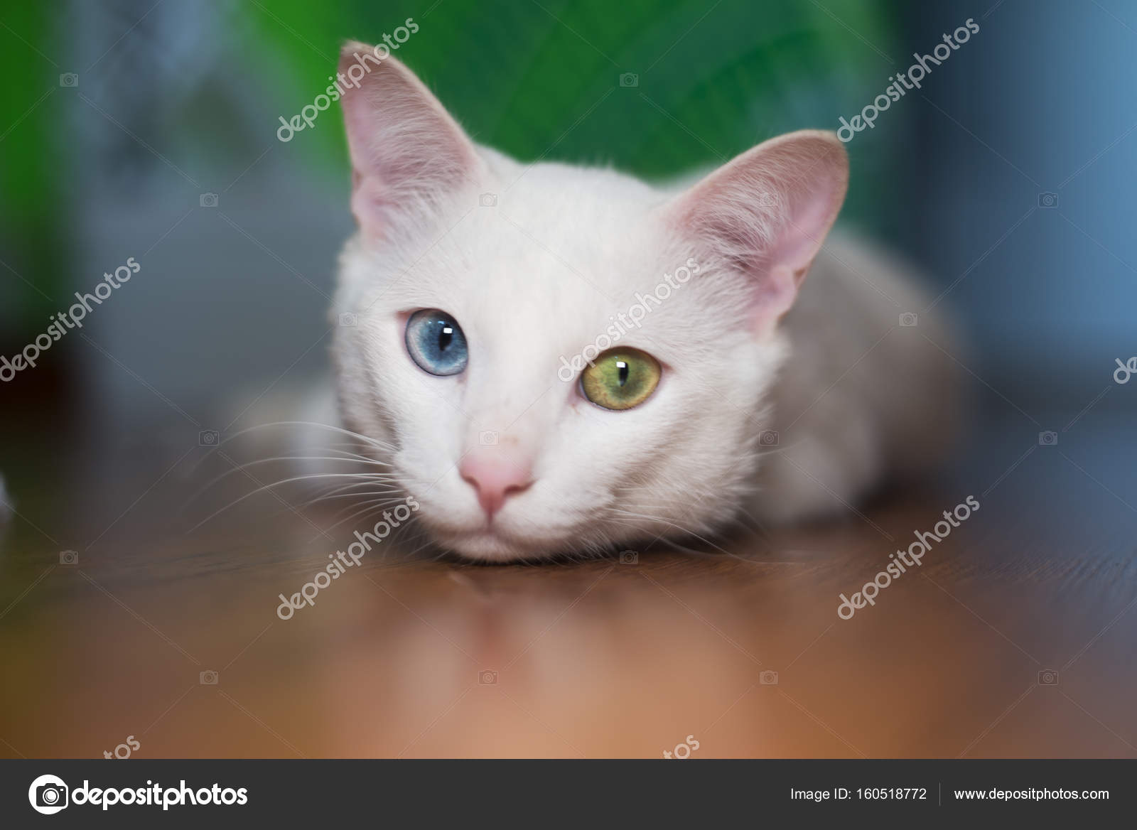 Chat Blanc Avec Differentes Couleurs D Yeux Image Libre De Droit Par Omur12 C