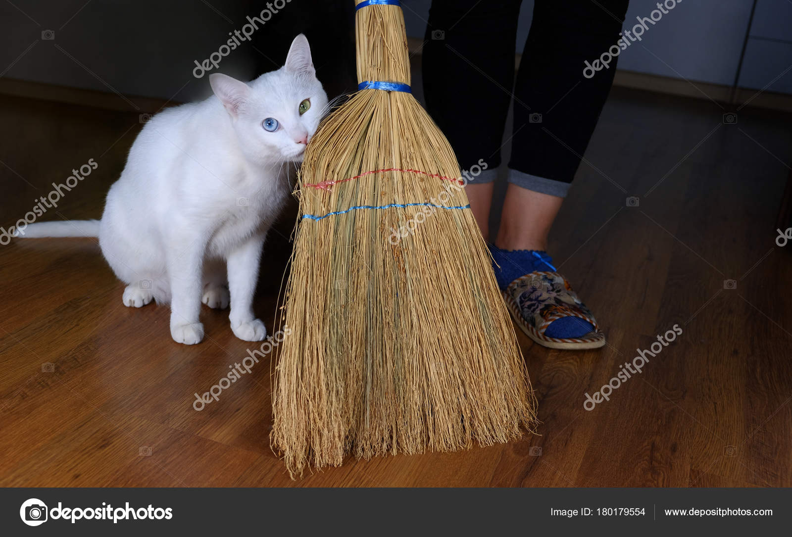 Cleaning Room Sweeping Room Cat Assistant Stock Photo C Omur12