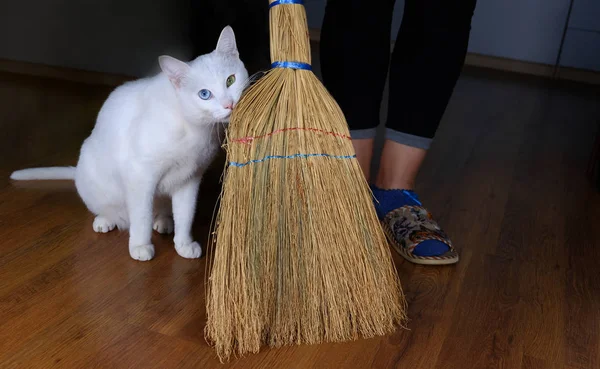 Cleaning room, sweeping room, cat assistant