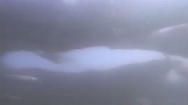 Unterwasserschießen von Fischen — Stockvideo