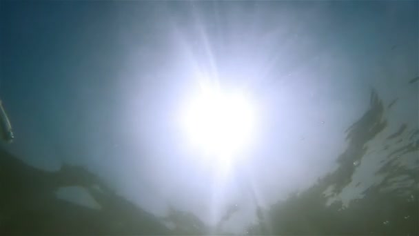 Prise de vue sous-marine de poissons 