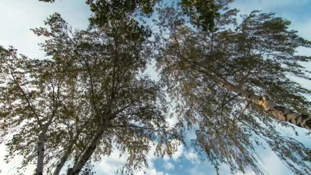 Birch trees timelapse — Stock Video