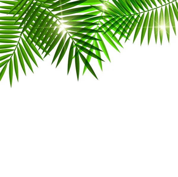 Leaves of palm tree — Stock Photo, Image