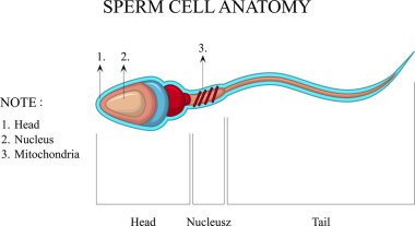 insan sperm hücre anatomisi