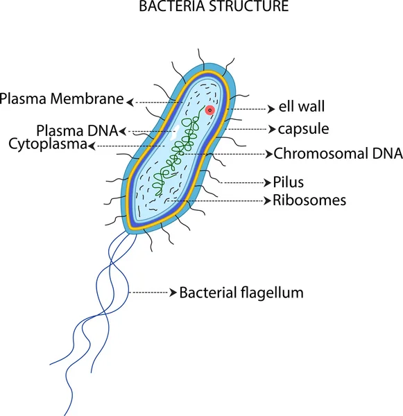 Estructura celular de bacterias — Foto de Stock