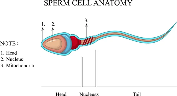 Anatomie menschlicher Spermien — Stockfoto