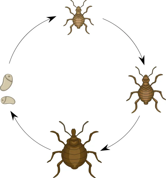 Head louse cartoon — Stock Image Head louse cartoon Stock Photo