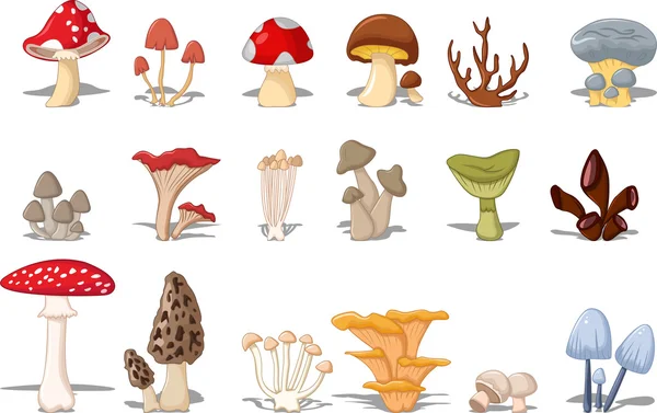 不同种类的蘑菇 — 图库照片