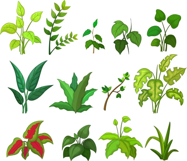 Conjunto de plantas tropicais — Fotografia de Stock