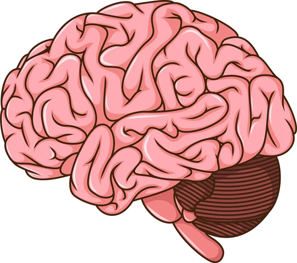 Human brain cartoon — Stock Photo, Image