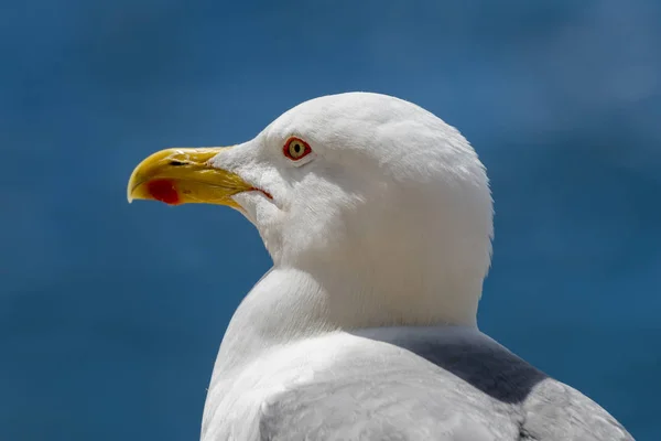 Avrupa ringa martı (Larus argentatus) yakından