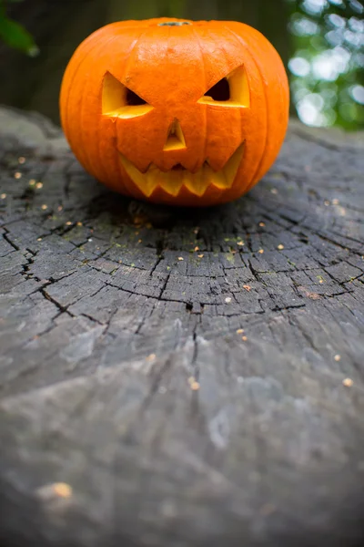 Halloween tök őszi erdőben közelről — Stock Fotó