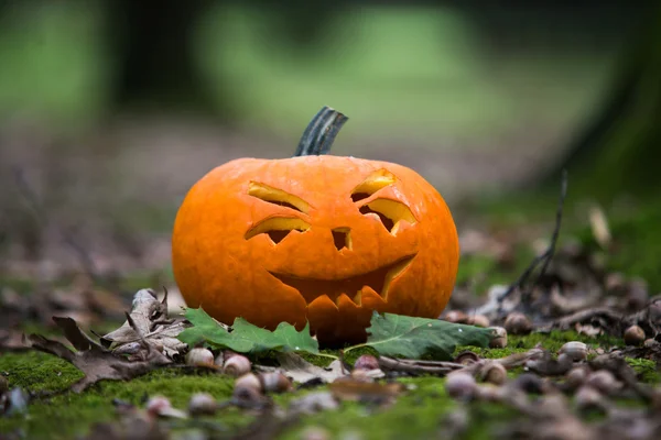 Halloween tök őszi erdőben közelről — Stock Fotó