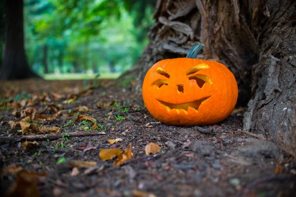 Halloween tök őszi erdőben közelről — Stock Fotó