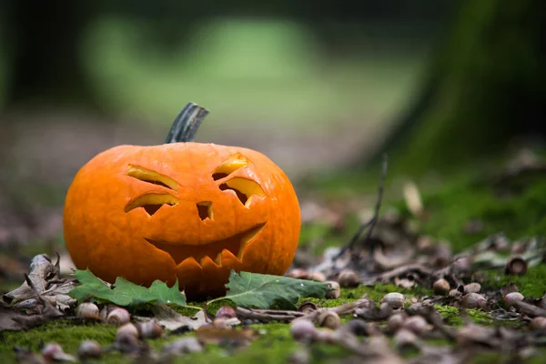 Halloween tök őszi erdőben közelről — Stock Fotó