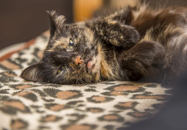 Kedi kanepede yatan dinlenme — Stok fotoğraf