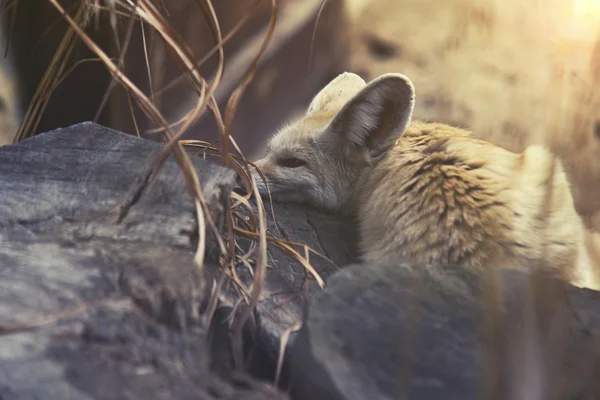 Zamknąć na Fenek (Vulpes zerda) — Zdjęcie stockowe