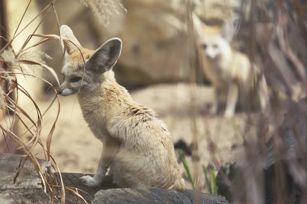 Perto de Fennec Fox (Vulpes zerda ) — Fotografia de Stock