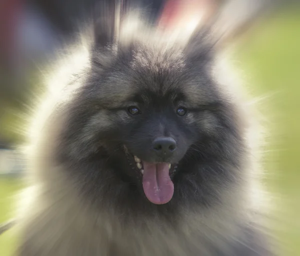 Detailní záběr na wolfspitz portrét, blured pozadí — Stock fotografie