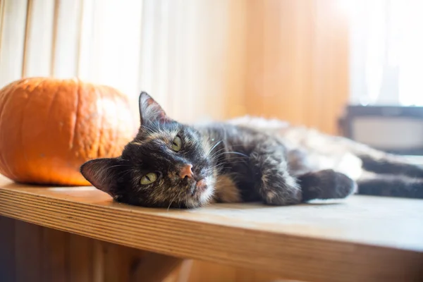Kabak ve penceresinden parlak ışık ile ahşap masa üzerinde renk kedi Üçlü, — Stok fotoğraf