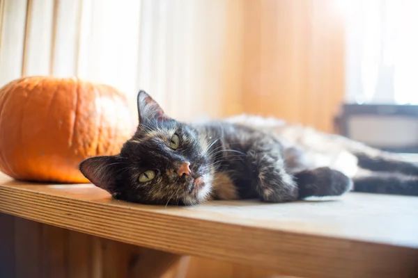 Chat triple couleur sur table en bois avec citrouille et lumière vive de la fenêtre , — Photo