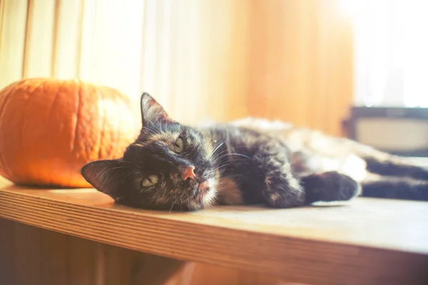 Tredubbla färg katt på bord av trä med pumpa och ljus från fönster — Stockfoto