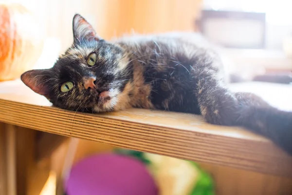 Kabak ve penceresinden parlak ışık ile ahşap masa üzerinde renk kedi Üçlü — Stok fotoğraf