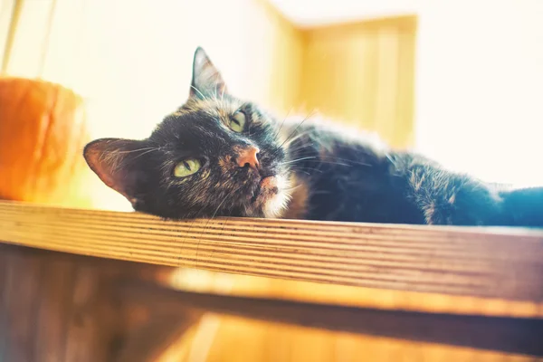 Τριπλό χρώμα γάτα στο ξύλινο τραπέζι με κολοκύθα και έντονο φως από το παράθυρο, vintage αποτέλεσμα — Φωτογραφία Αρχείου