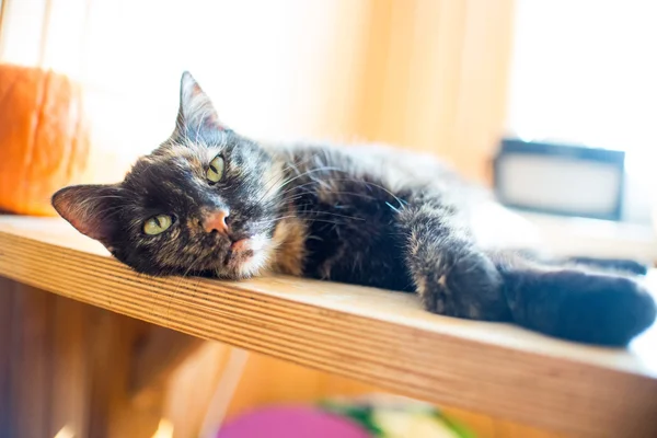 Kabak ve penceresinden parlak ışık ile ahşap masa üzerinde renk kedi Üçlü, — Stok fotoğraf