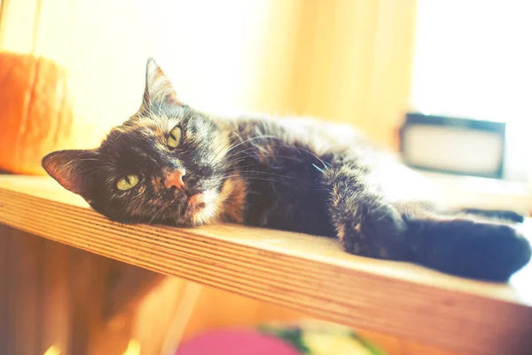 Dreifarbige Katze auf Holztisch mit Kürbis und hellem Fensterlicht, Vintage-Effekt — Stockfoto