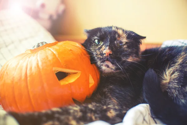 Kedi holda Cadılar Bayramı Balkabağı agresif yüz — Stok fotoğraf