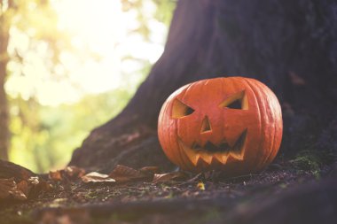close up on Halloween pumpkin in autumn park with sunligh clipart