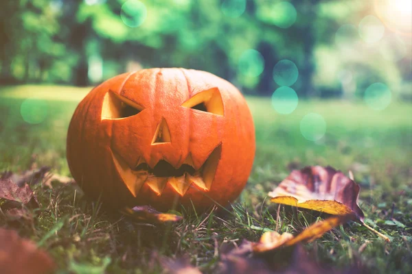 Halloween tök őszi parkban sunligh közelről — Stock Fotó