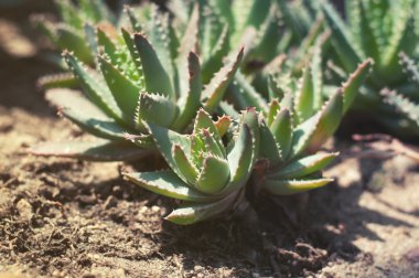 Tıbbi aloe vera bitki yaprakları üzerinde Kapat