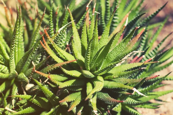 Close up on Haworthia pumila , Haworthia attenuata & Haworthia maxima — Stock Photo, Image