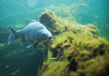 Cyprinus carpio tatlı su üzerinde yukarı clsoe