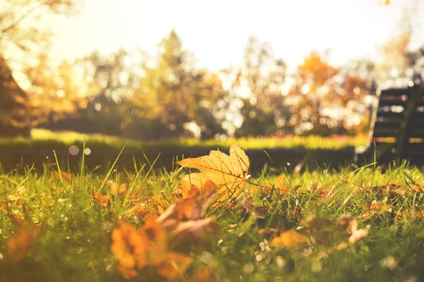 Primer plano en las hojas de otoño en el parque . —  Fotos de Stock