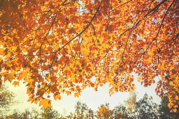 美しい公園の紅葉. — ストック写真