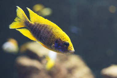  Malavi çiklitleri kapatın. yumuşak odak