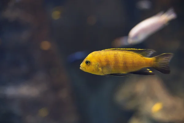 Закрываем желтую цихлиду Labidochromis caeruleus Malawi — стоковое фото