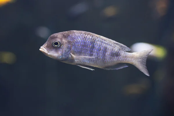 Close up on Cynotilapia afra (Dogtooth Cichlid) — Stock Photo, Image