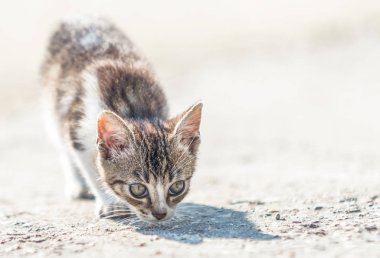 şirin evsiz kedi Caddesi üzerinde kapat