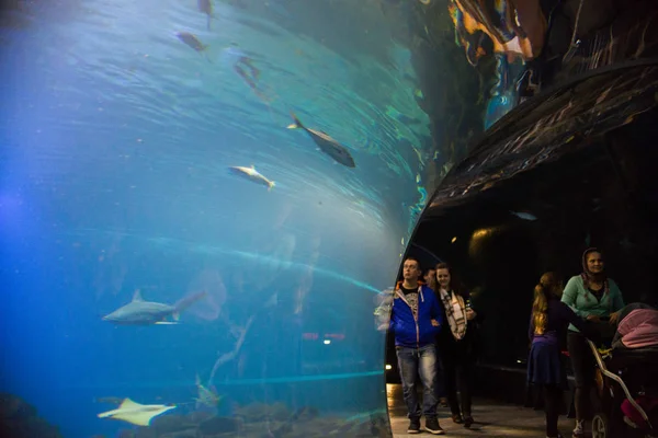 WROCLAW, POLONIA - 22 DE OCTUBRE DE 2016: Acuario en el moderno zoológico estilizado a África "Africarium" en Wroclaw, Polonia. 22 de octubre de 2016 : — Foto de Stock