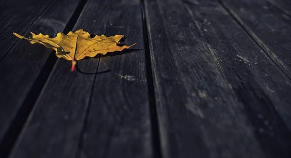 Close up on Yellow leaves on dark wooden background — Stock Photo, Image