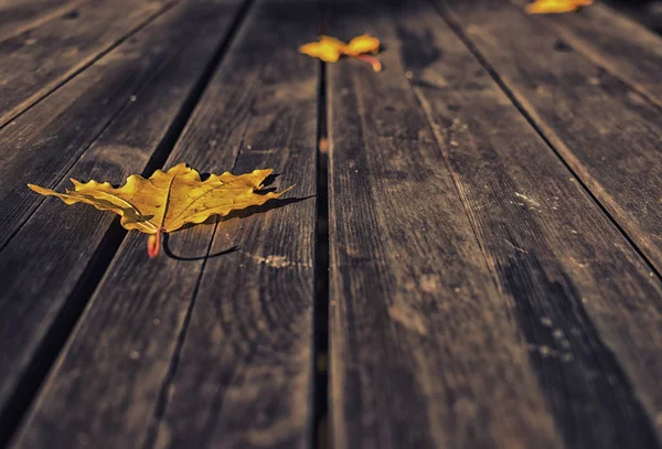 Fechar em folhas amarelas no fundo de madeira escuro — Fotografia de Stock