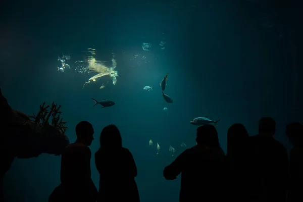 Toeristische kijken met belangstelling op grote schildpad oceanarium tunnel — Stockfoto