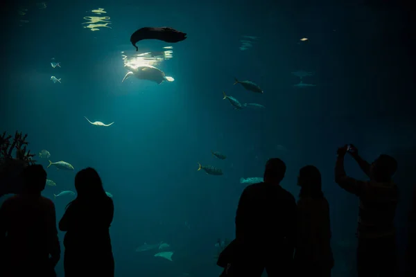 Toeristische kijken met belangstelling op grote schildpad oceanarium tunnel — Stockfoto