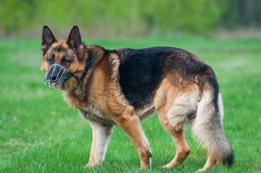 Polis Alman çoban köpeği çimenlerin üzerinde