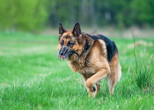 Polícia cão pastor alemão correndo na grama — Fotografia de Stock